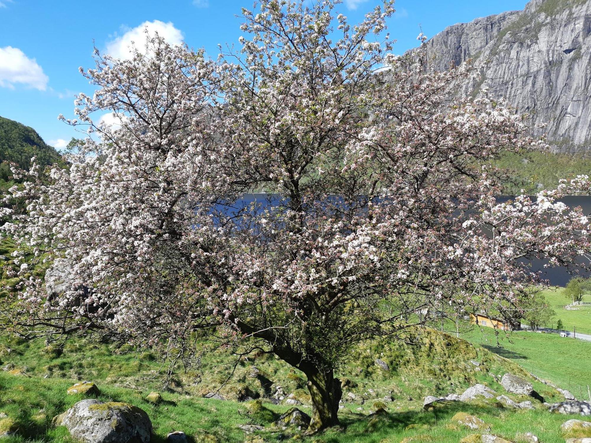 Hytte Ved Preikestolen Forsand Ngoại thất bức ảnh